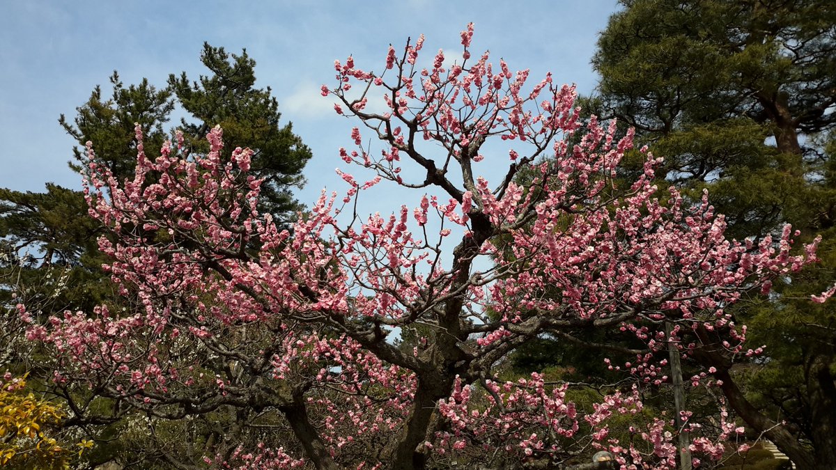 CaptainsChoice1's tweet photo. Our guests are beginning to see the first cherry blossoms of the season in #Japan
#cherryblossom https://t.co/Bi3JtZtljz