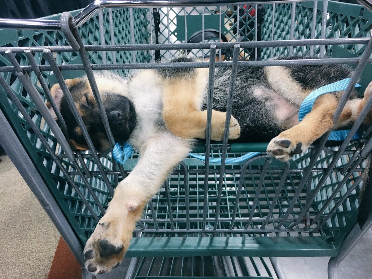 MindBlowing's tweet photo. How to take your dog to the store https://t.co/XofJAOS8Xs