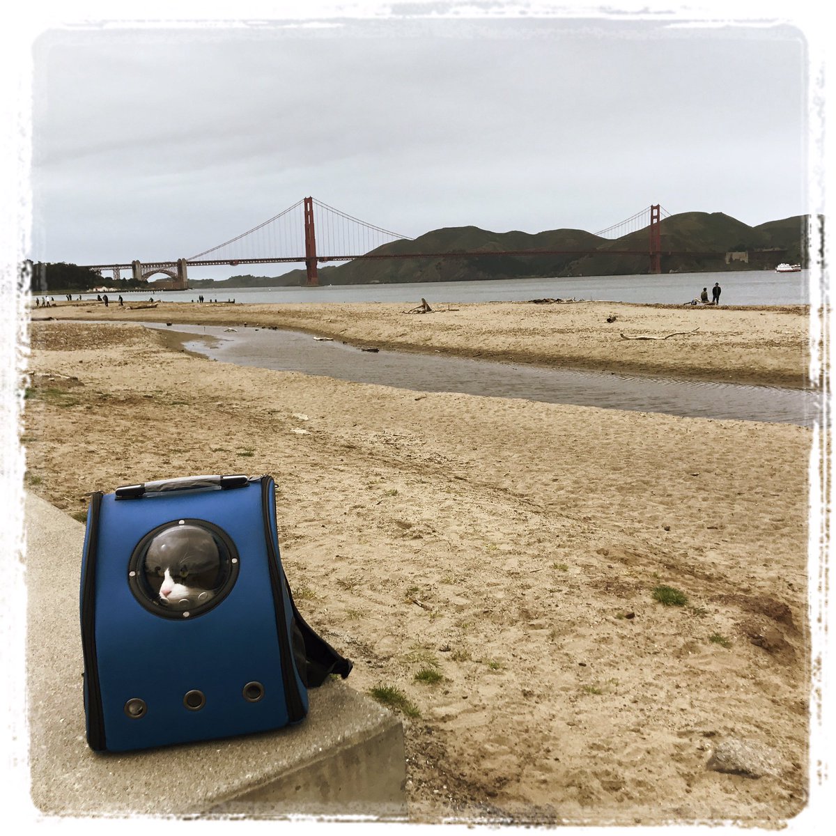 mavericktux's tweet photo. Didn't want to be outside so stayed in my kitty backpack watching everything around me! ๐ธ #astronautcat #kittybackpack #goldengatebridge https://t.co/7hFMcQNVXd