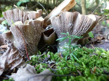 The newest fungi on the website! ediblewildfood.com/pigs-ear.aspx #ediblefungi #fungiforaging #foraging #ediblewildmushrooms