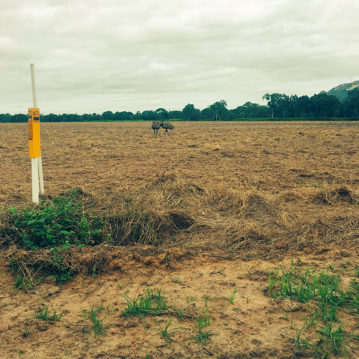 2 emu in Bowen looking to bunker down together tonight. Humans always make babies during cyclones, maybe the emus will too. #CycloneDebbie