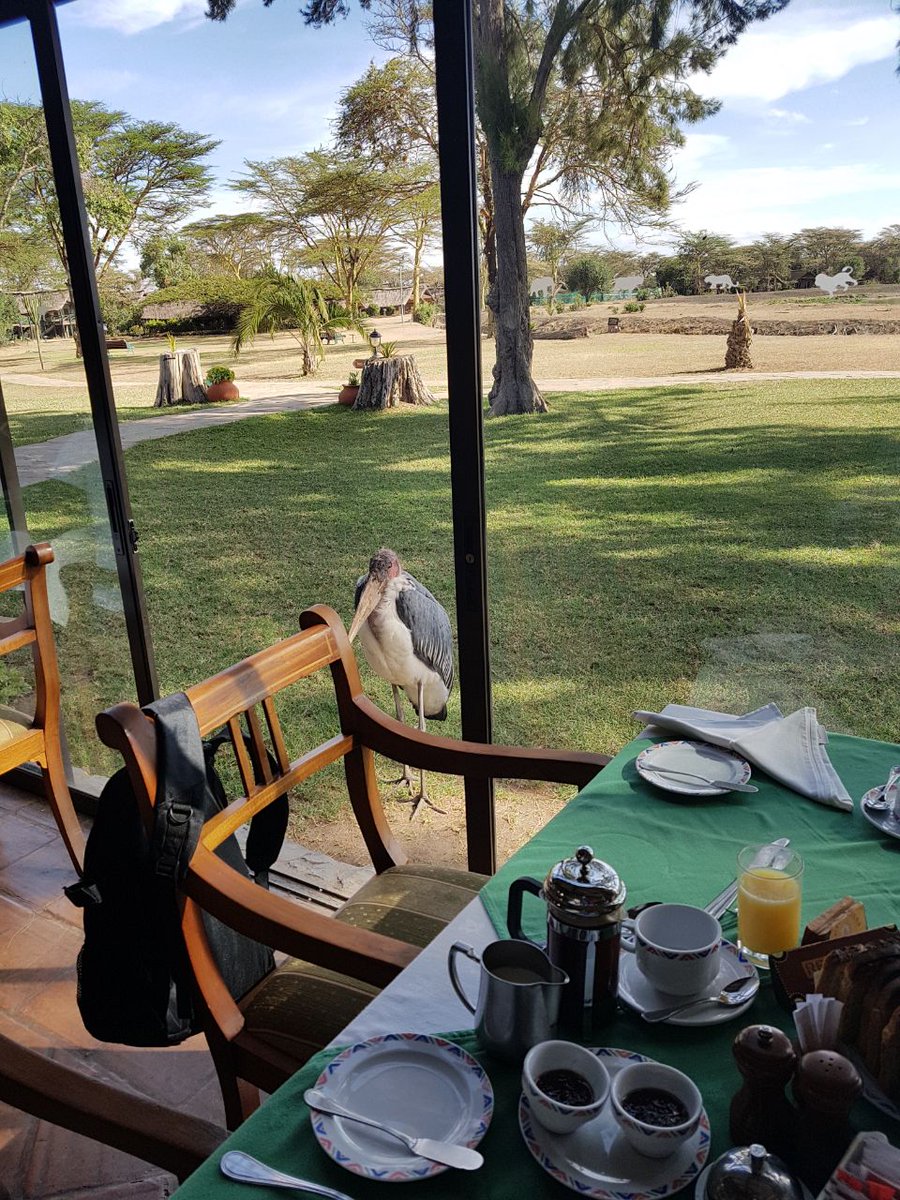 mauayako's tweet photo. @PNyaikamba @serenahotels breakfast with the birds... next time #Beshi cat is coming with me ...Please say yes 😍 https://t.co/Jz971u1rdW