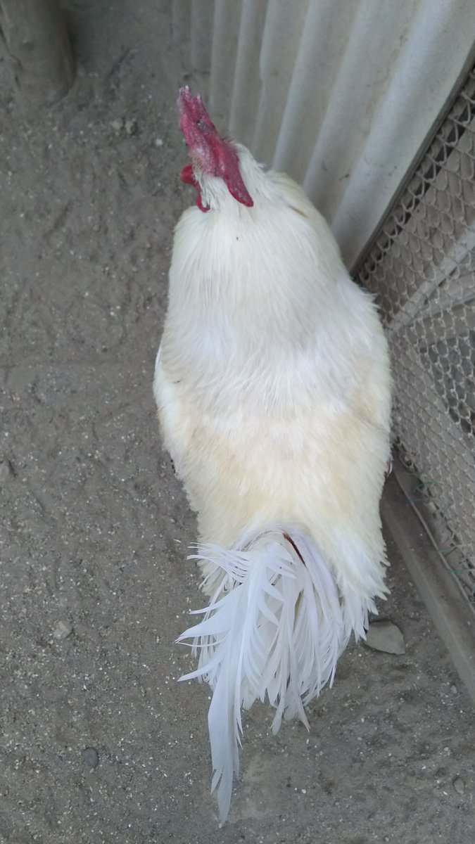 ニワトリを真上から見てみると。。。 👀！！ こんな感じです