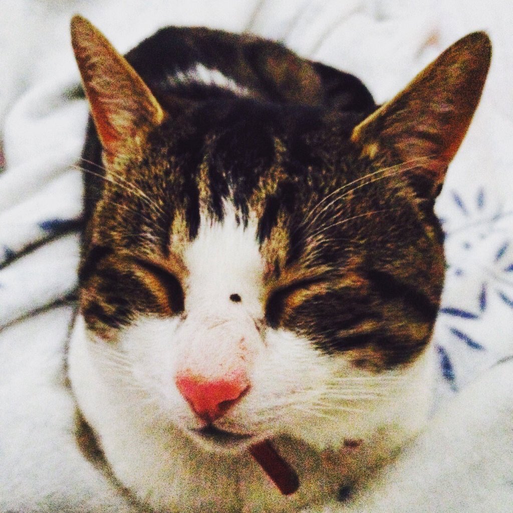 TheDailyKittens's tweet photo. #Kittens Sent in by @AlyshyJ https://t.co/WxJYTvg0MX