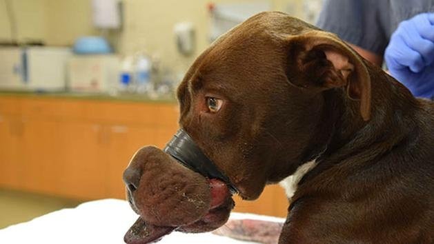 human dog muzzle