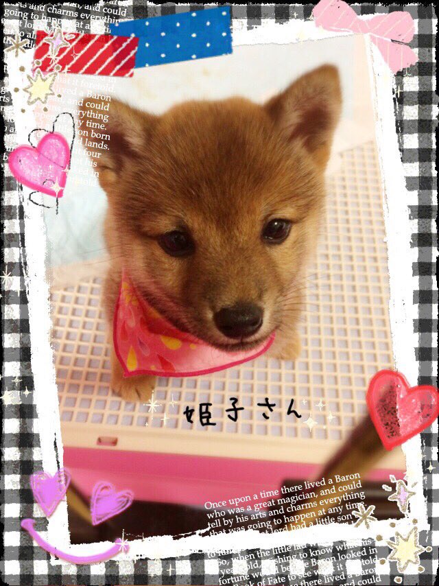 柴犬 姫子 ママ育児の為更新停滞中 Himeko0303 Twitter