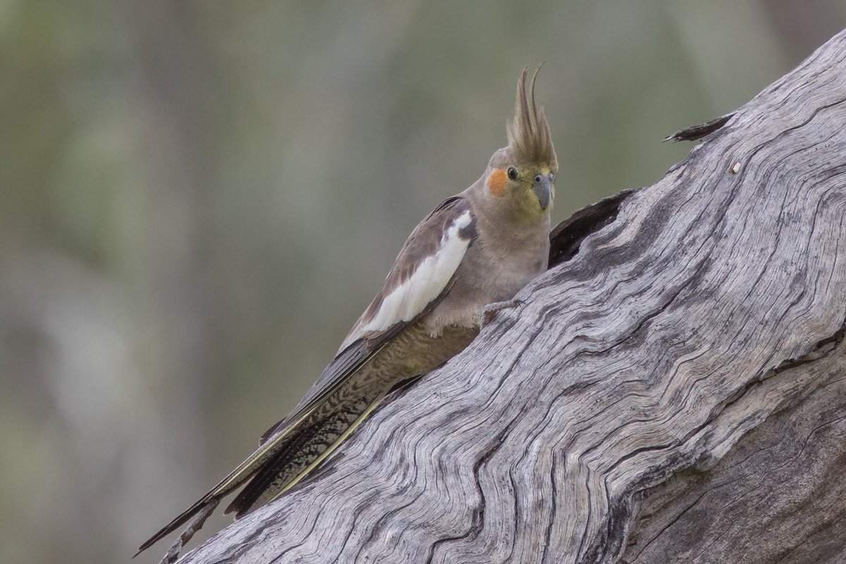 birdsinfocusau's tweet photo. Cockatiel (Nymphicus hollandicus) - Clem Walton Reserve (Cloncurry), Queensland @BirdlifeOz @CanonAustralia @ausgeo #qldbirds #cockatiel https://t.co/3wKQ3VBVlU