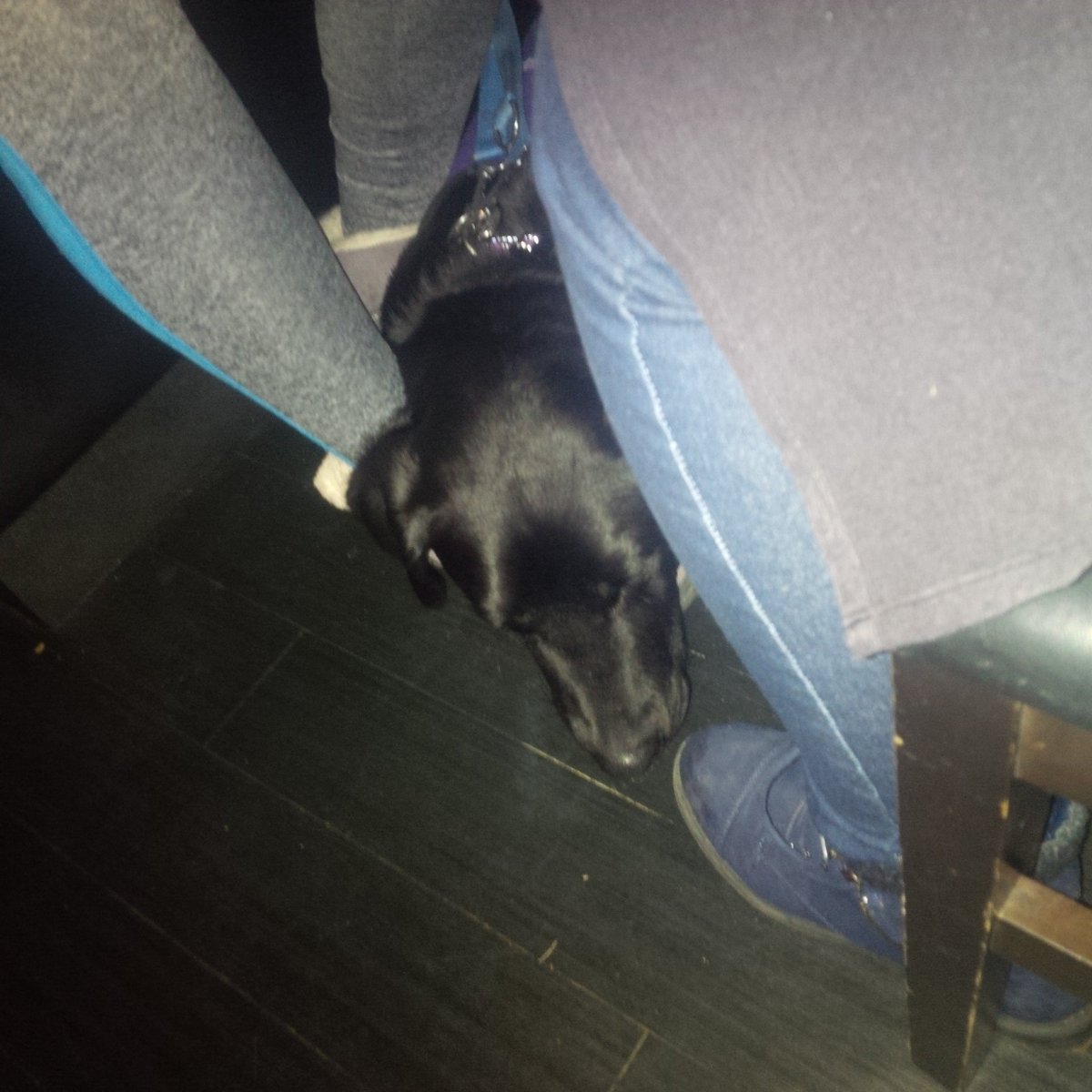 CADPATPup's tweet photo. @MeltingPotEdm Staff was so friendly! They treated me like a VIP, I had so much room! No Puppy fondue though, so I snoozed. https://t.co/XVqxbi1gUs