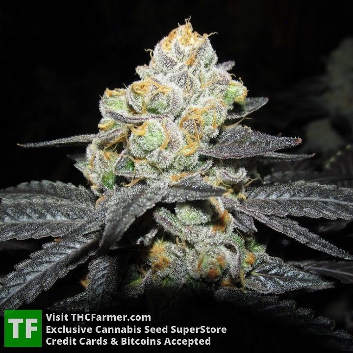thcfarmer_forum's tweet photo. Your search for dank is over! #DivineGenetics We ship seeds worldwide π and credit cards aβ¦ https://t.co/DOOwewooa3 https://t.co/oahhuuSDZt
