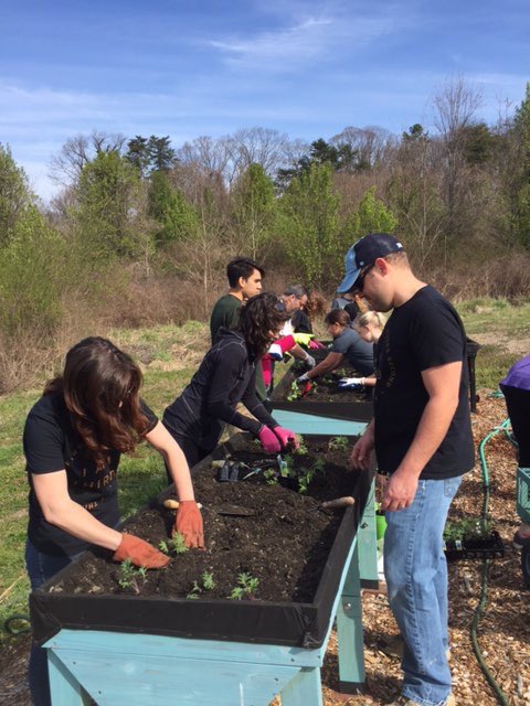 WSFBGarden's tweet photo. Beautiful day planting kale in our raised beds at the #foodbank garden on Saturday! Join us next weekend! We'd love to see you there! https://t.co/wlkFVA1zzh