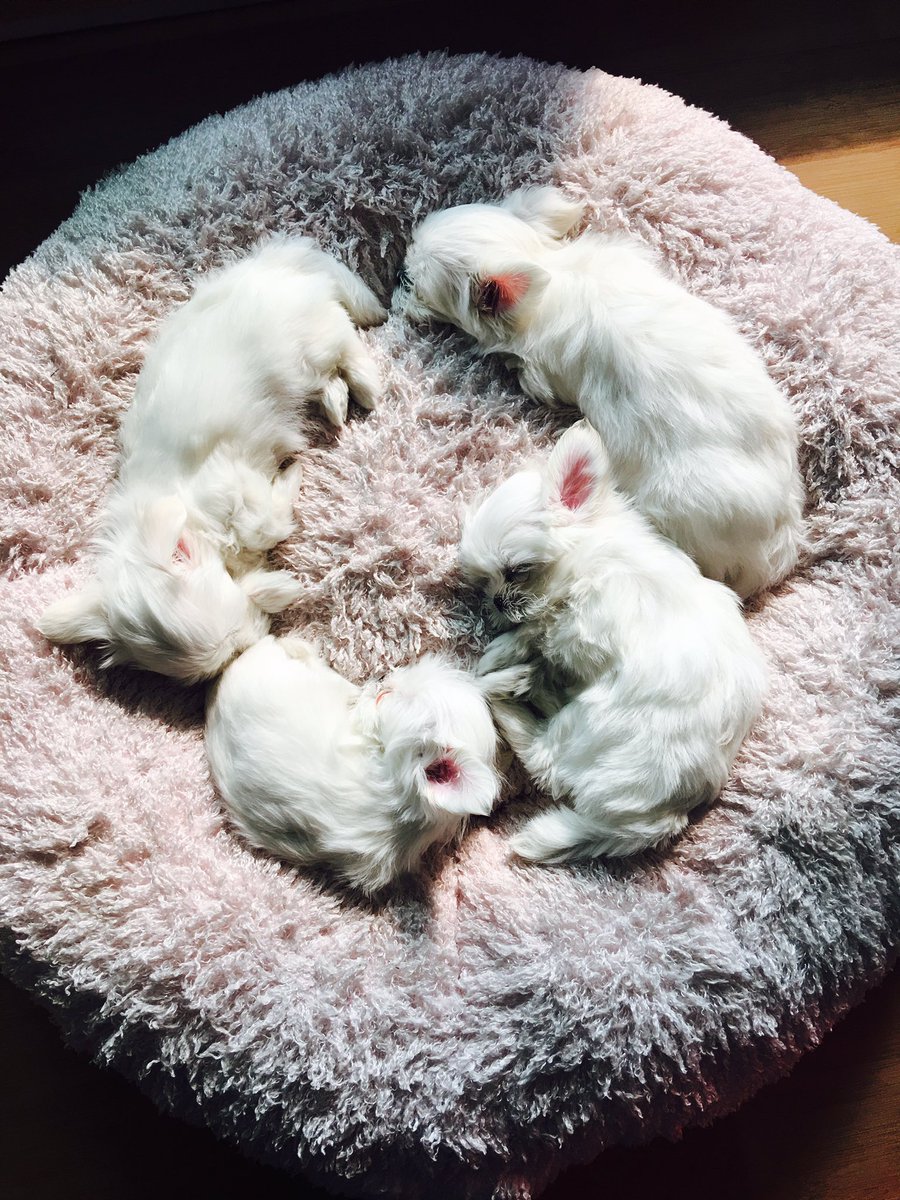 c1127b56's tweet photo. 주말에 집에 애기들이 놀러왔는데 한시간놀고 두시간 자는 생활,, https://t.co/glxjnQjYyQ