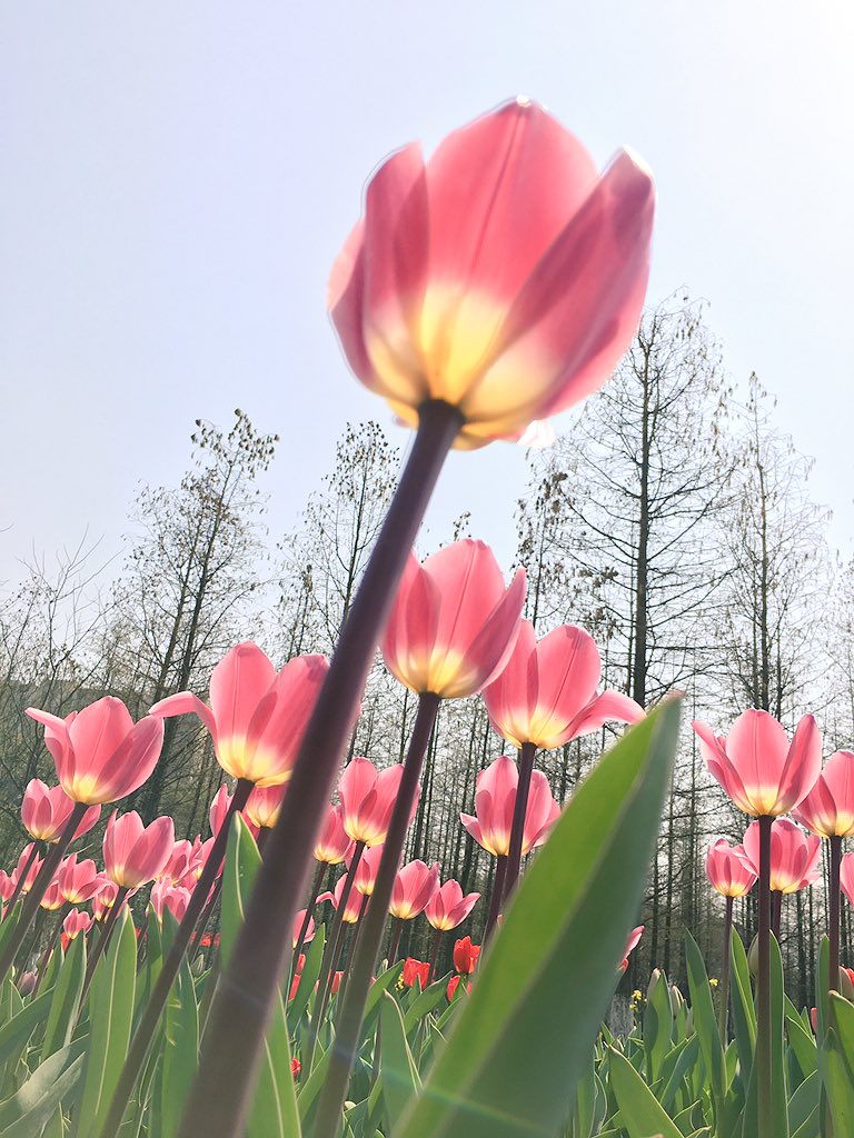 spruceyau's tweet photo. A spring triggered by tulip on campus and the sunshine shed into the library. https://t.co/NkcxEjHaeP