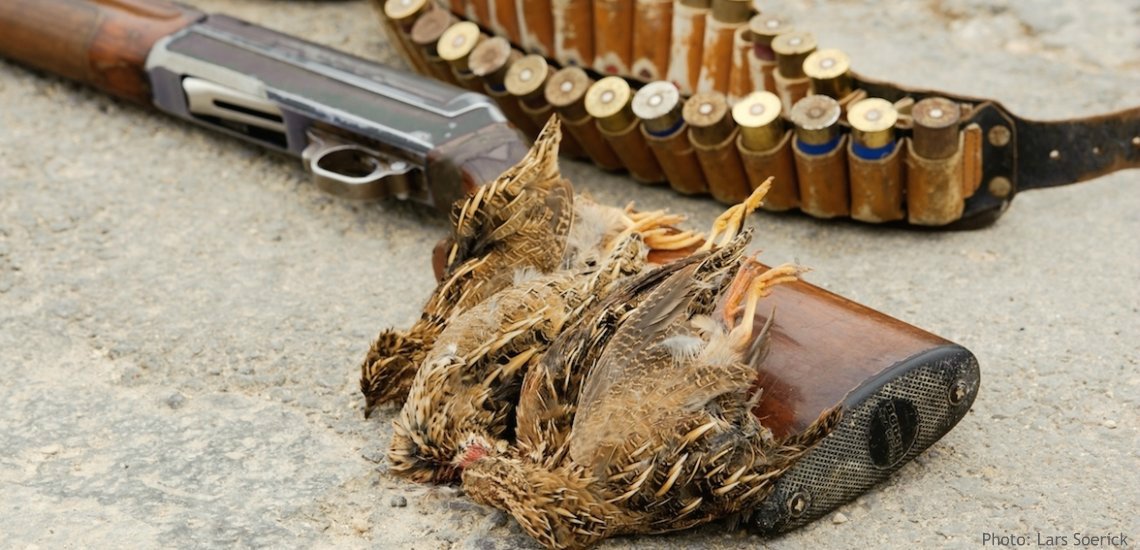 TheFalconBirder's tweet photo. Harvesting the fittest birds that have survived winter before they can breed is a sure way to reduce autumn hunting bags! #stopspringhunting https://t.co/rJ8e9oBcGy