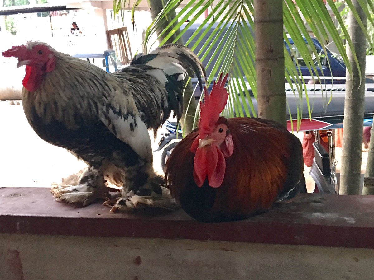 otaradel's tweet photo. Met these two best friends in #Meepe yesterday 😘 https://t.co/xdG2p4ds0I