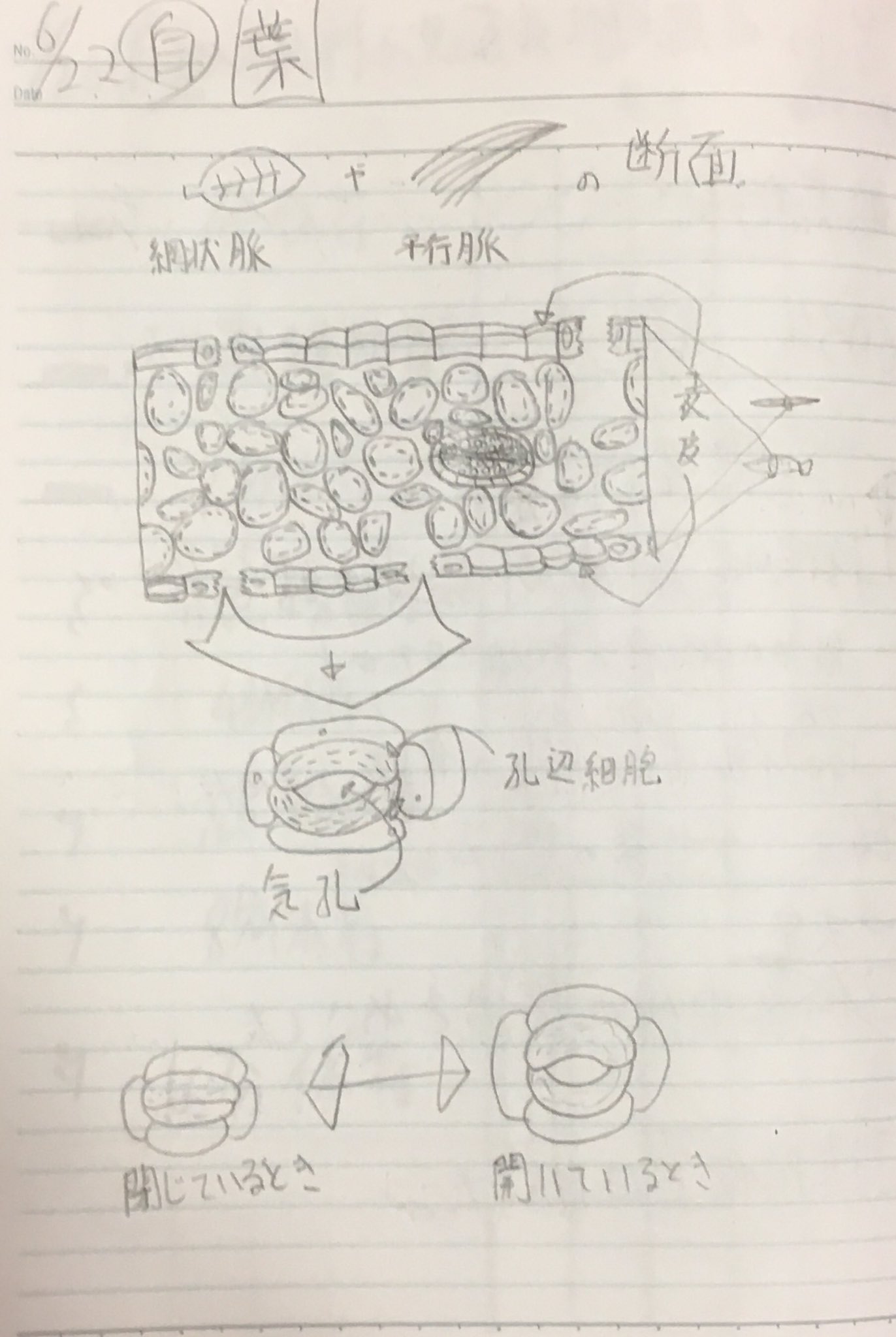スラヨシ アンテ ポケダン空ネタバレしないでね 掃除のどさくさで理科のノート 教科書とか進研ゼミの本に載ってた挿絵を描きまくってた がどっかいったあああうわああああああああ また言ってる Twitter