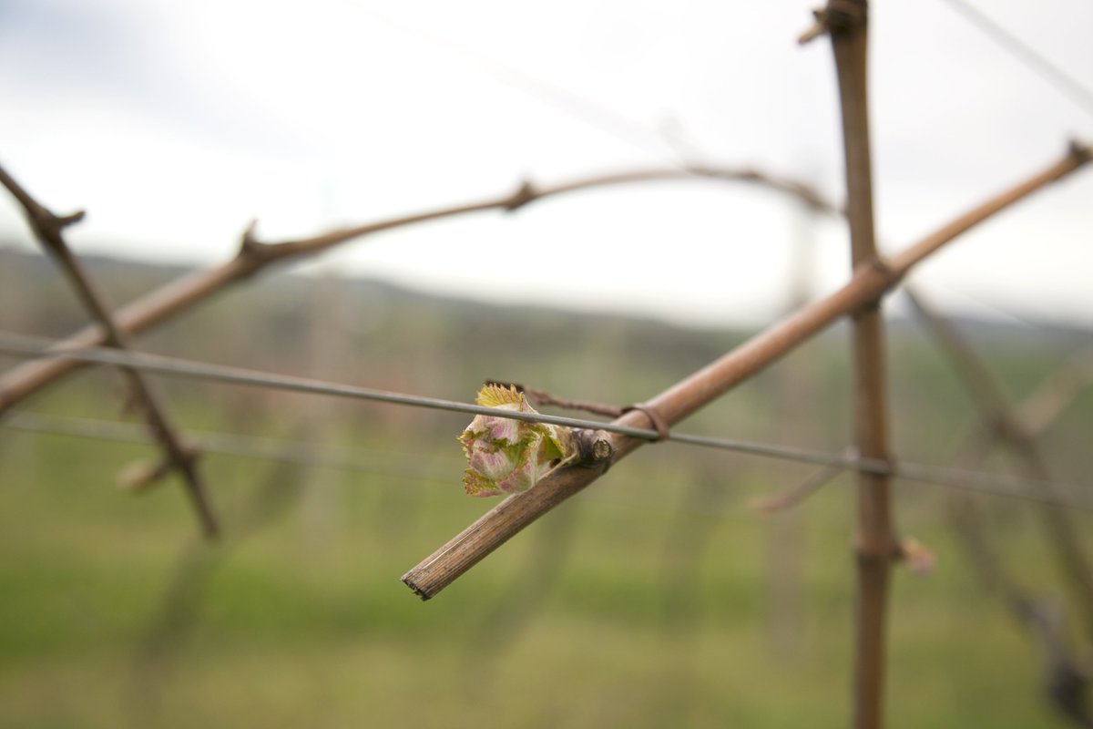 La #primavera se asoma. Primeros brotes a la vista.
#bodegaK5 #KPilota #K5