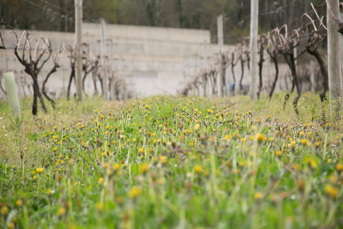 #Udaberria badator. Lehenengo kimuak bistan.
#bodegaK5 #KPilota #K5