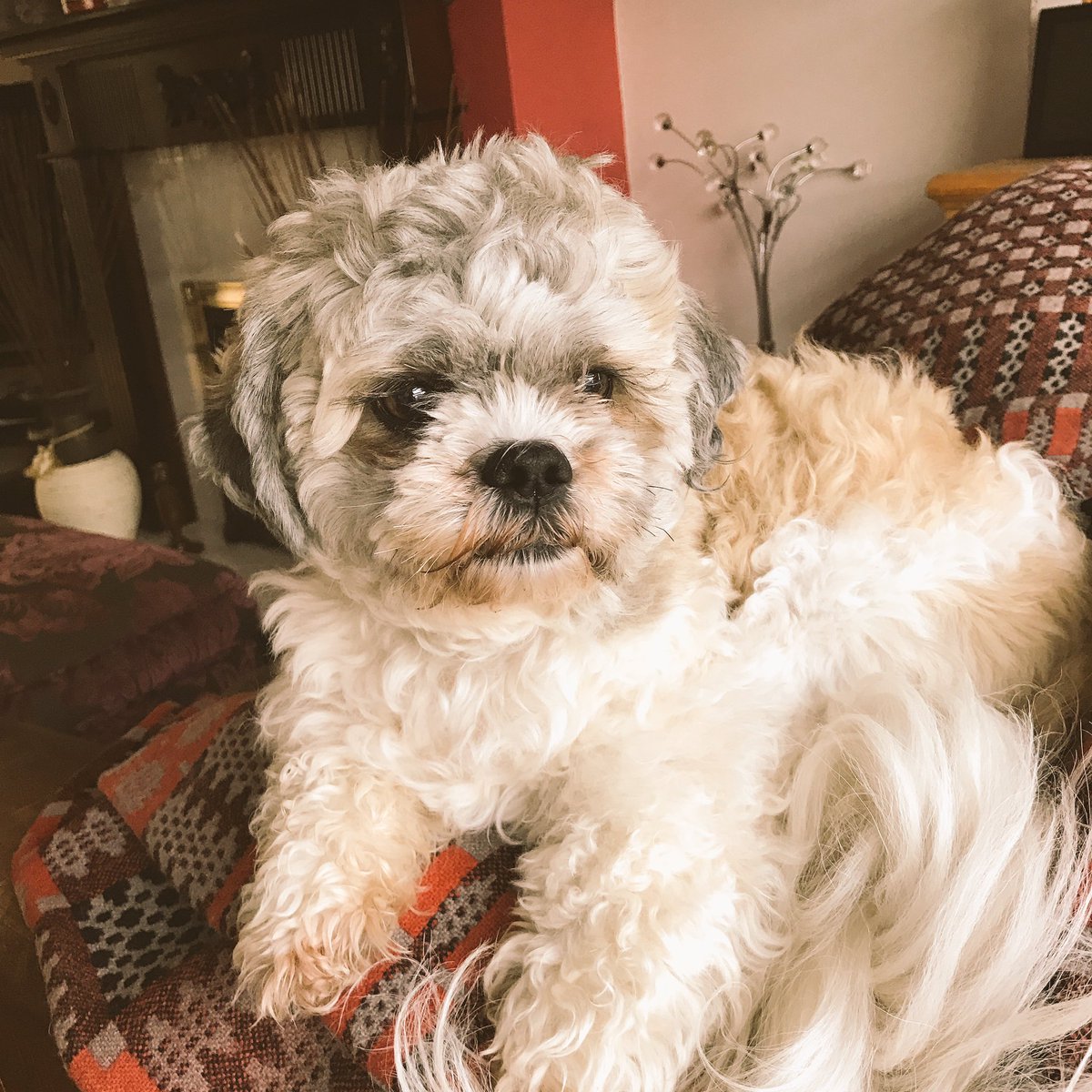 SRPix's tweet photo. Good morning from #Wales 👋🏻 Arrived in Cardiff late last night and already made a new friend. My road trip continues today 🚗 #WelshWanders https://t.co/aAoJKHYBiv