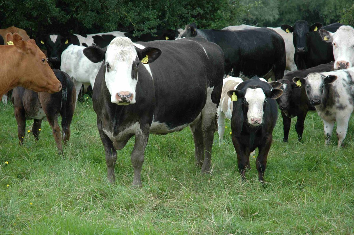 There's still time to register for tonight's webinar on using AI and synchronisation in the suckler herd. bit.ly/2lC0FKn