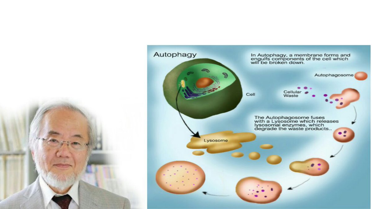 BineetKumar2's tweet photo. Param Ekadashi fasting also known as Autophagy (In Japan): The Real Way to Cleanse ur Body.
#BodyServicingDay 
https://t.co/NoqxmkXNQu