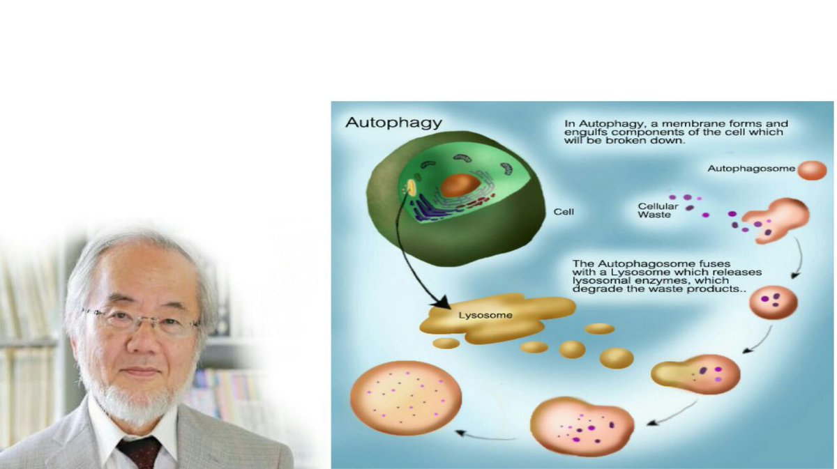 Аутофагия это простыми словами. Аутофагия. Аутофагия клетки. Механизм аутофагии. Аутофагия это в биологии.