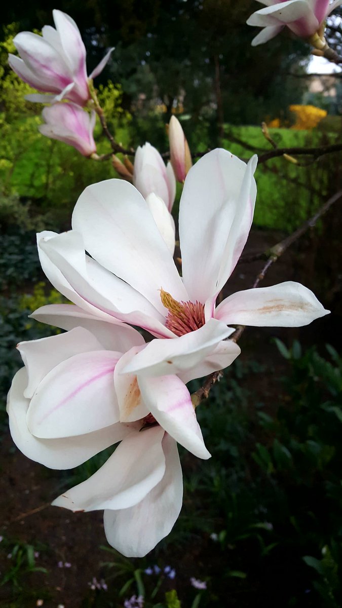 No21York's tweet photo. Magnolias in bloom in York's Museum Gardens.
#MorningBliss #MuseumGardens #SpringHasSprung #AmazingYork #Spring #York https://t.co/hIuP8kuGRz