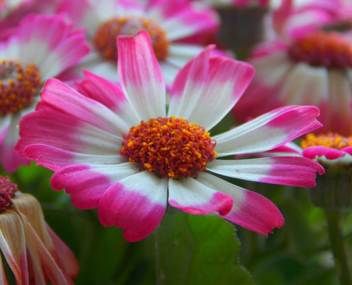 Boozanovskaya's tweet photo. Не много моих ��веточков вам в ленту)
#цветочки #эндшпиль #flower #Flowers #myflowers https://t.co/psX0H4Y10N