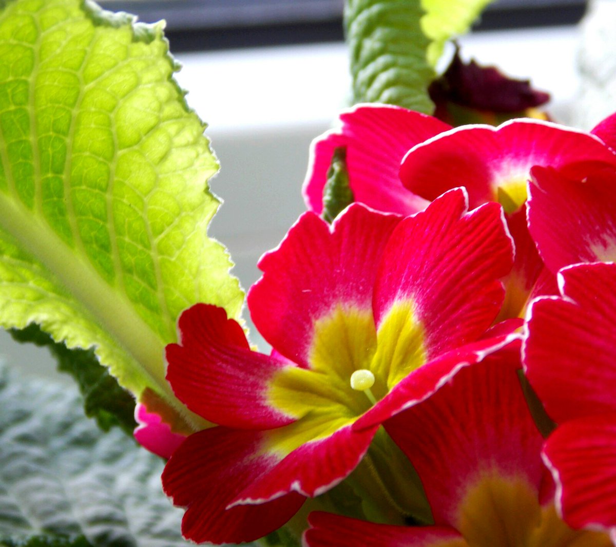 Boozanovskaya's tweet photo. Не много моих ��веточков вам в ленту)
#цветочки #эндшпиль #flower #Flowers #myflowers https://t.co/psX0H4Y10N