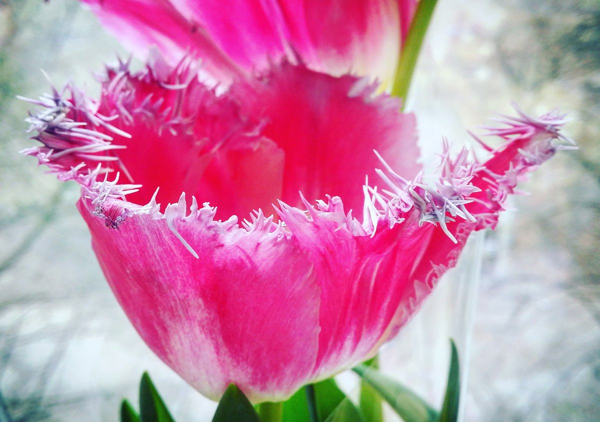 Boozanovskaya's tweet photo. Не много моих ��веточков вам в ленту)
#цветочки #эндшпиль #flower #Flowers #myflowers https://t.co/psX0H4Y10N