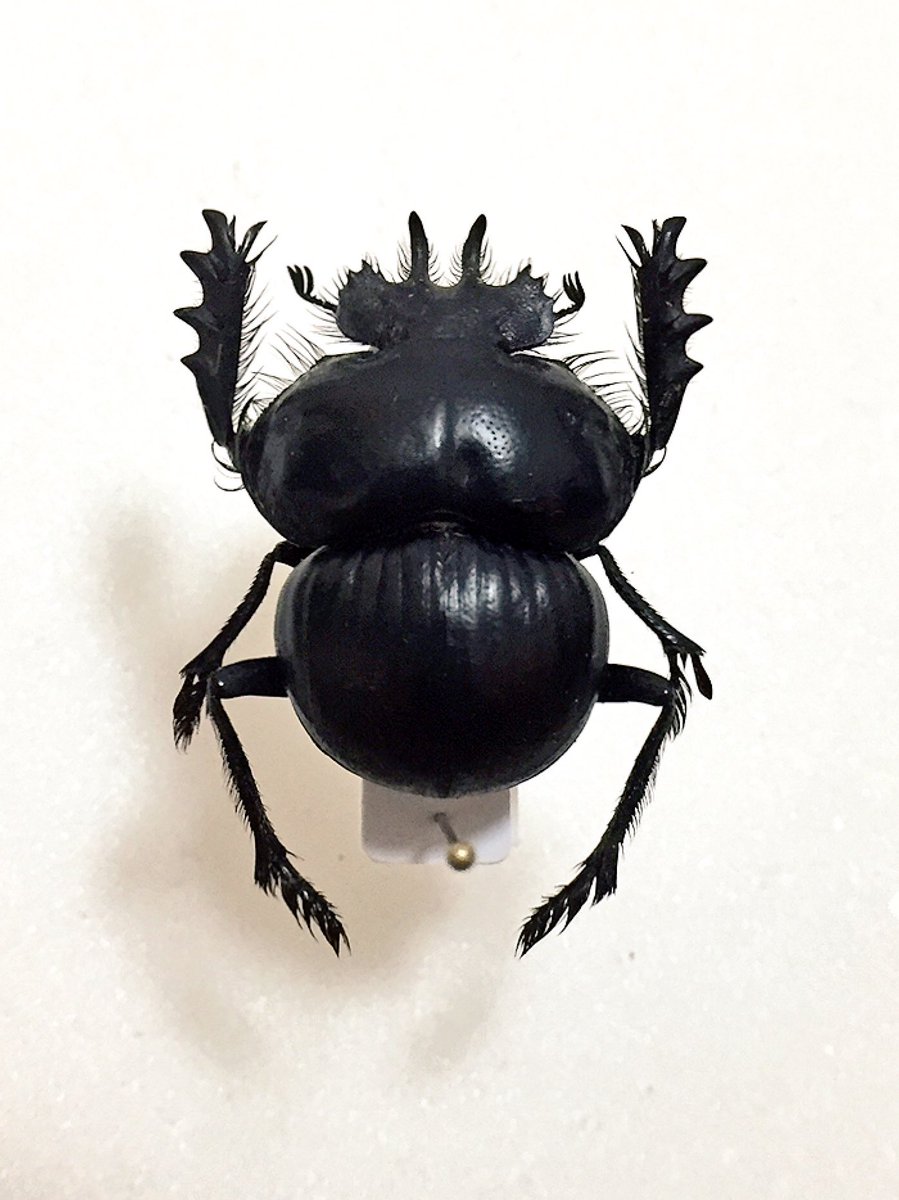 Eucranium cyclosoma 逆さヒサゴ型の体型と長い脚、頭盾から伸びた2本