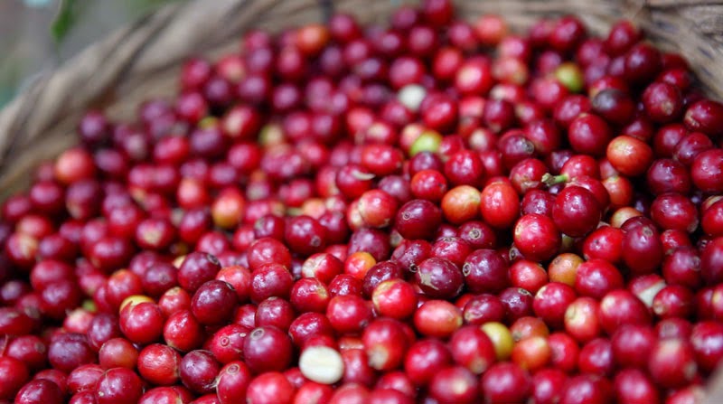 coffeefruitpure's tweet image. Are you wondering how healthy CoffeeFruit is? Find out more about our #scientific #research here: coffeefruit.com/research/ #fruit #health