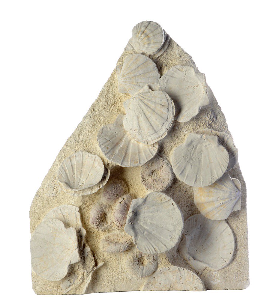 SummersAuctions's tweet photo. Many #naturalhistory #specimens on view today, Mon 27th March, 10am-4pm #auctionview #crinoid #pectan #minerals https://t.co/Qftoie06yZ
