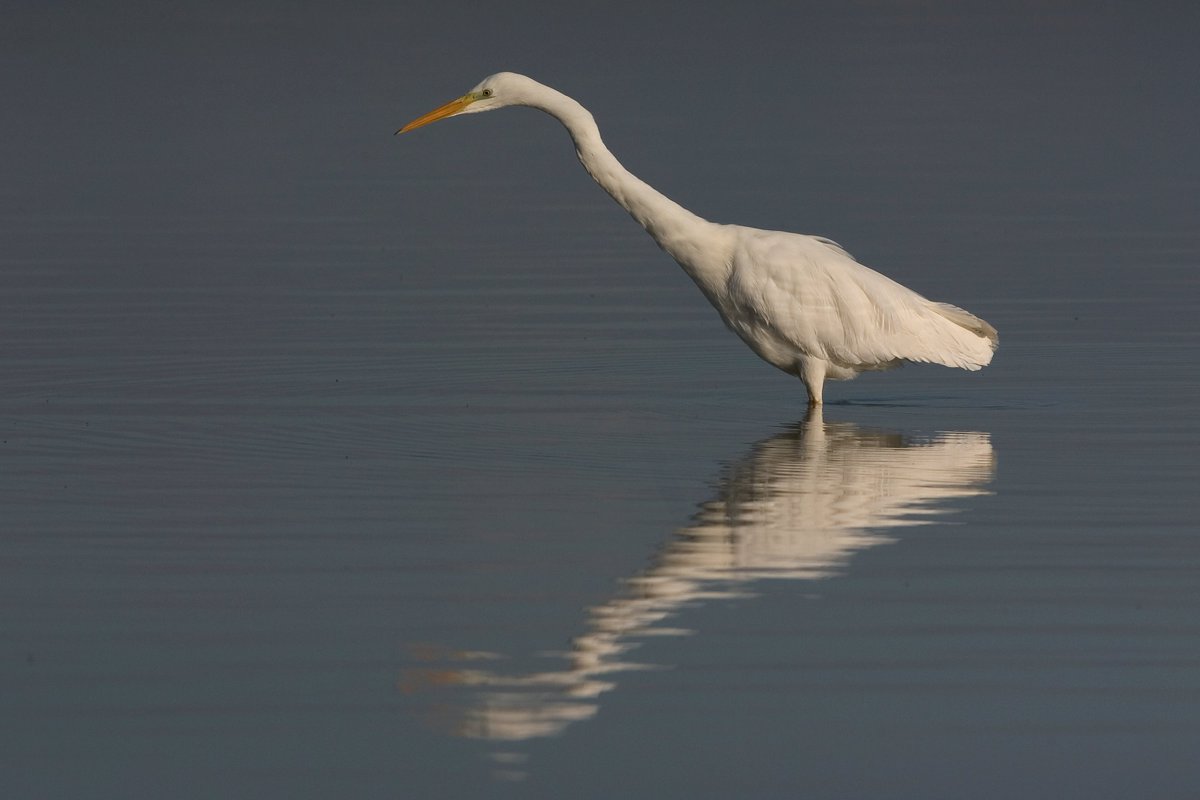 Wist je dat er steeds meer Grote Zilverreigers in Nederland broeden? Veel meer vogelontwikkelingen in dit verslag: sovon.nl/nl/node/7085
