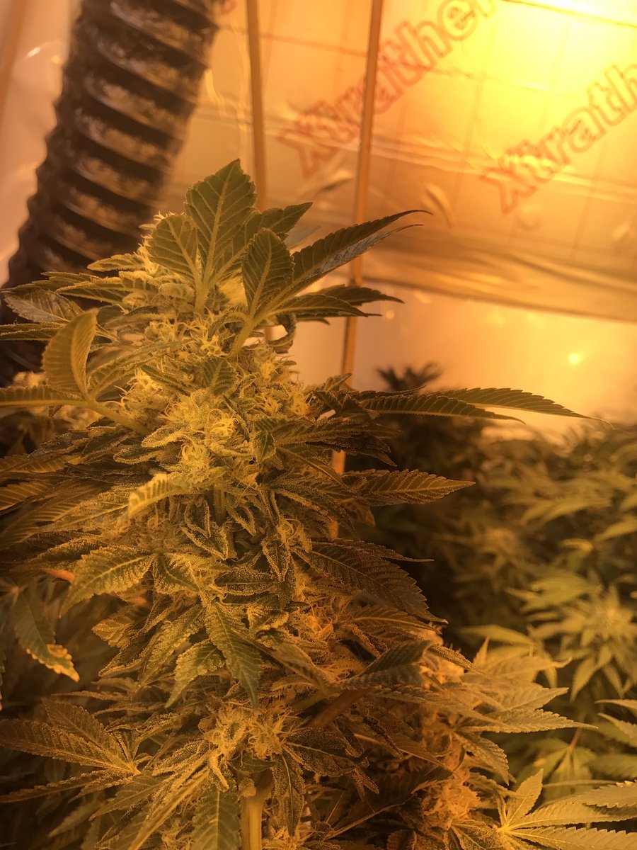WhyNotScrog tweet picture