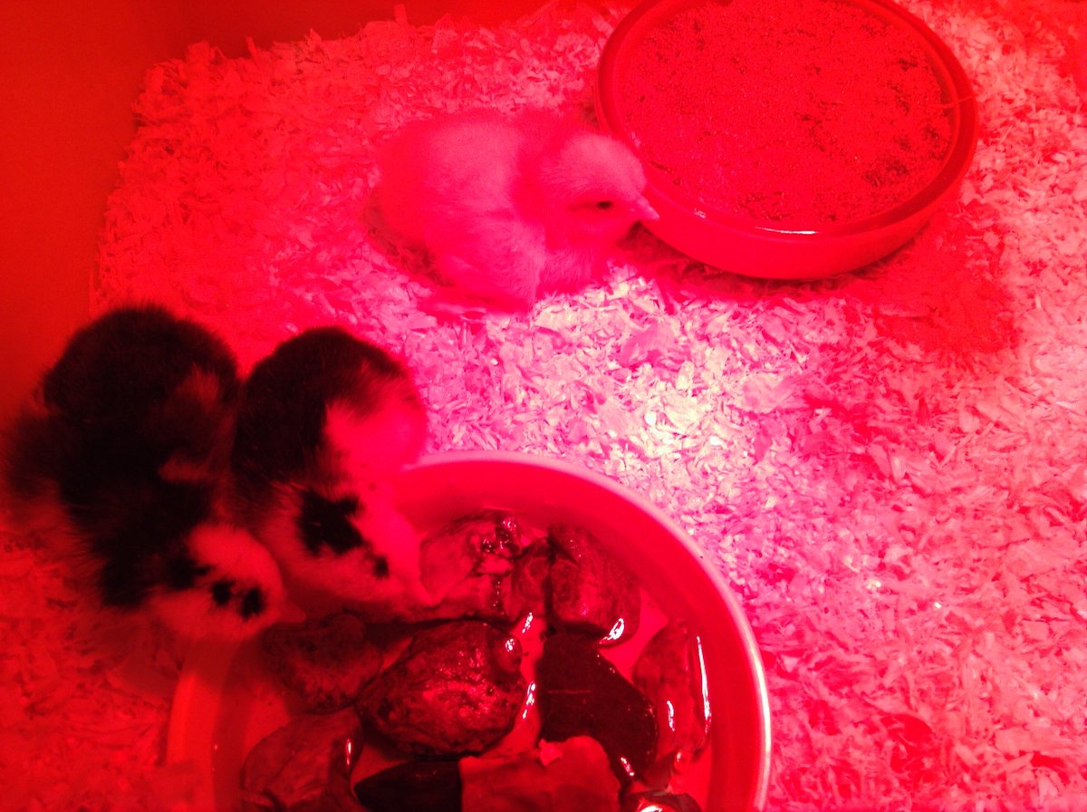 HalePrimary's tweet photo. Grasshoppers have babies! Our chicks have hatched over the weekend #chicks #cheeping #excitement https://t.co/fHvVtMyBn4