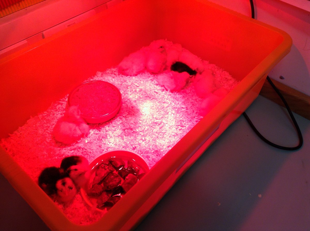 HalePrimary's tweet photo. Grasshoppers have babies! Our chicks have hatched over the weekend #chicks #cheeping #excitement https://t.co/fHvVtMyBn4