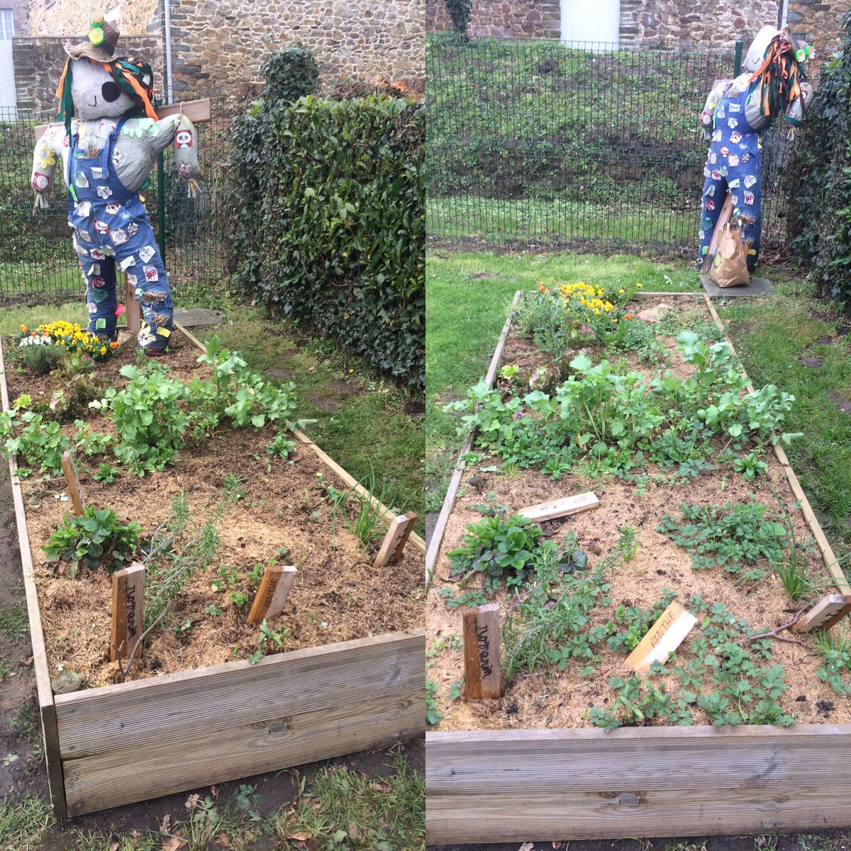 BourgetAude's tweet photo. Vendredi au TAP Sideville les enfants ont nettoyé le potager et ns avons remis Louis l'épouvantail en place! To be continued 😉 https://t.co/pLjF76kOPM
