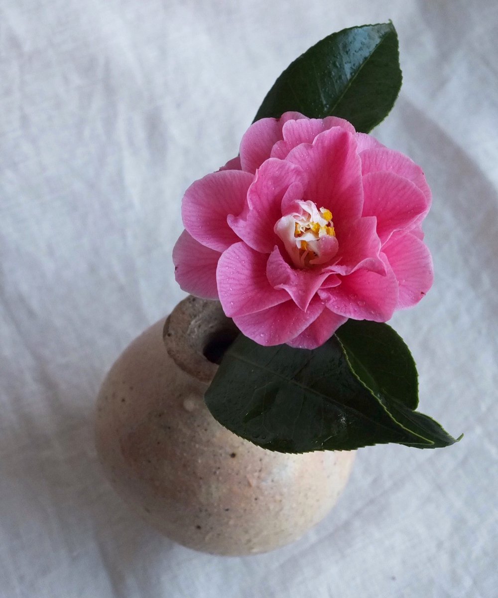 amicaflower's tweet photo. 今日、新たに咲いた花。
一瞬一瞬が、新しく進んでいきます。
#amicaflowers #ashiya #flower #flowers #ikebana #camelia #flowerstagram #yuitsujimura #椿 #花 #辻村唯 #いけばな https://t.co/48pJ3ZTfsV