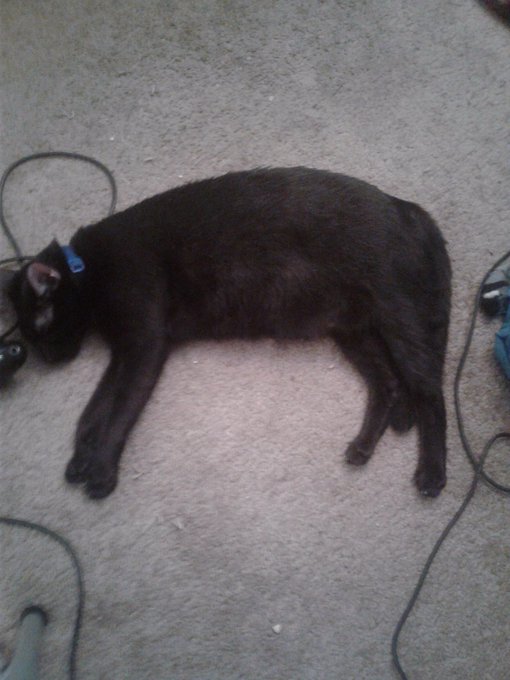 In the meantime, here's a photo of Onyx. https://t.co/5JGjC9jZdp<a href="/tag/myfreecams"class="tags"><span>#myfreecams</span></a><a href="/tag/mfc"class="tags"><span>#mfc</span></a><a href="/tag/sgblackheartburlesque"class="tags"><span>#sgblackheartburlesque</span></a>