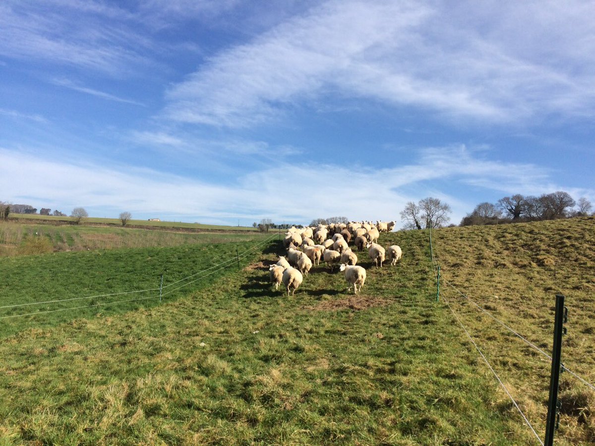 wj_lamb's tweet photo. Twins and triplets moving well through breaks. #sheep365 #forage #grazing #nzsystem #grass #lambs https://t.co/g0T9caJFR8