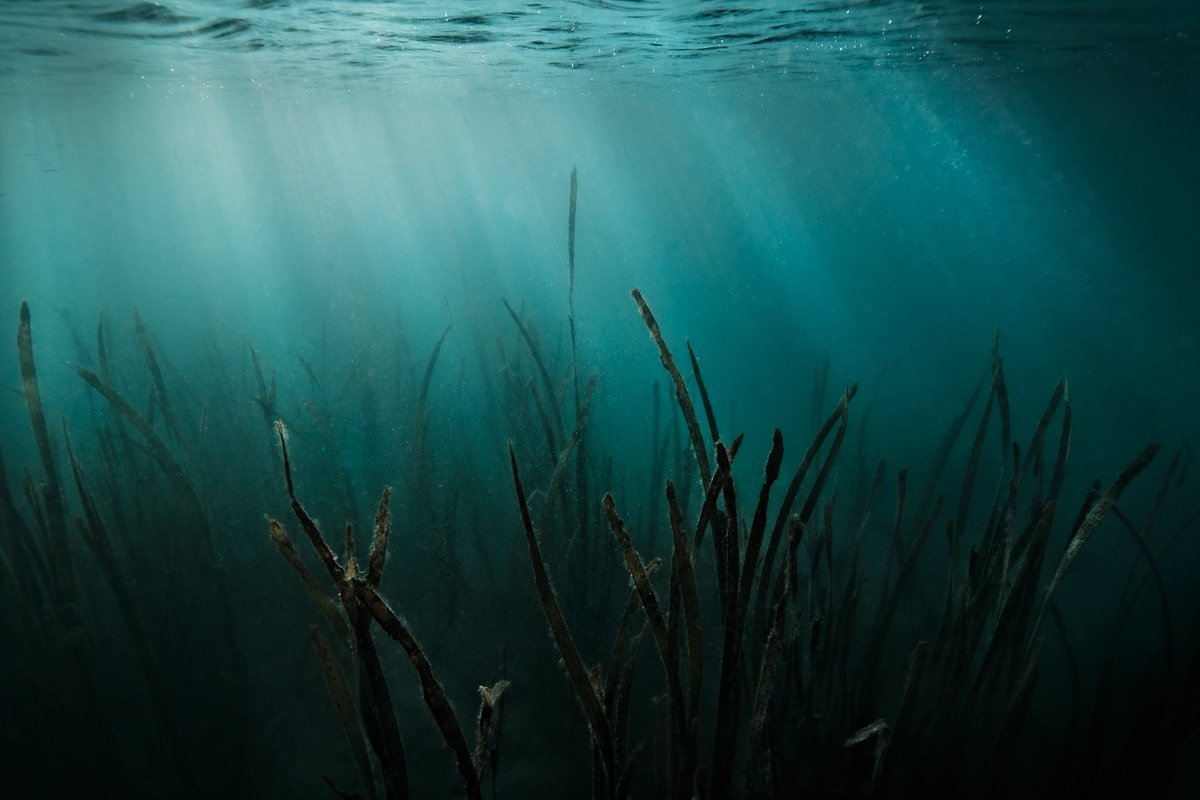 #Seagrass trap sediments 
#Seagrassmeadows = natural sites for #carbonsequestration 
#Decline due to #coastaldevelopment #waterpollution...