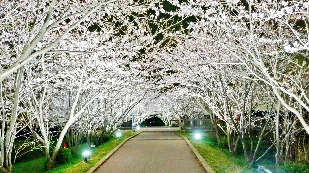 我孫子インフォメーションセンター Sur Twitter 今年も手賀沼遊歩道の桜がライトアップされます 桜ライトアップ 3月31日 金 4月9日 日 日没 21 00 開花状況により変更になる場合あり 手賀沼親水広場前の手賀沼遊歩道約80メートル T Co Kuprrribed