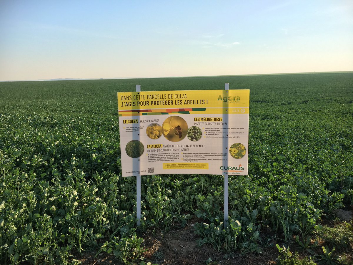 hervedavesne's tweet photo. Lutte alternative contre #mélégithe respect des #abeille #colza #CEPPP @FopProducteurs @Agoracoop @euralisgroupe @JeunesAgri https://t.co/0Cq7EKPWm0