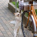 お前…タコ食べれたんか…w自転車のカゴからダイレクトにタコをかっ食らう猫!