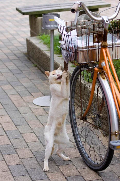 お前…タコ食べれたんか…w自転車のカゴからダイレクトにタコをかっ食らう猫www