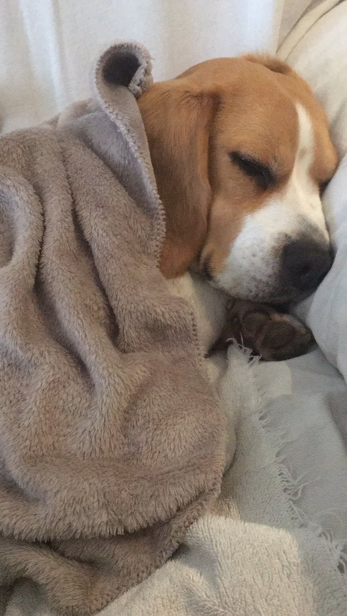 GeorginaRoige's tweet photo. Puede ser mass adorable?🐶💜#Sophy #buleta #beagle https://t.co/ait5VJMOzD