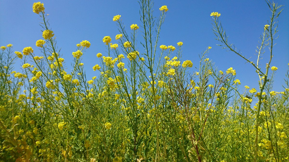 Tellurian_1987's tweet photo. 今日はくうちゃんとイチゴ狩りからの菜の花畑だった！
いつも運転ありがとう(T-T)次は私がどこか連れていくぜ！◎ https://t.co/GPSbVI0HO0