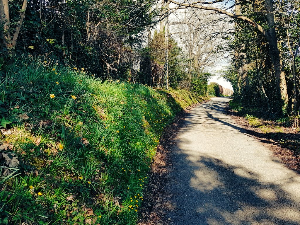 catecawley's tweet image. Along the lane, along the path, wild #daffodils and celandines #spring #flowers #nature #photography #trees
