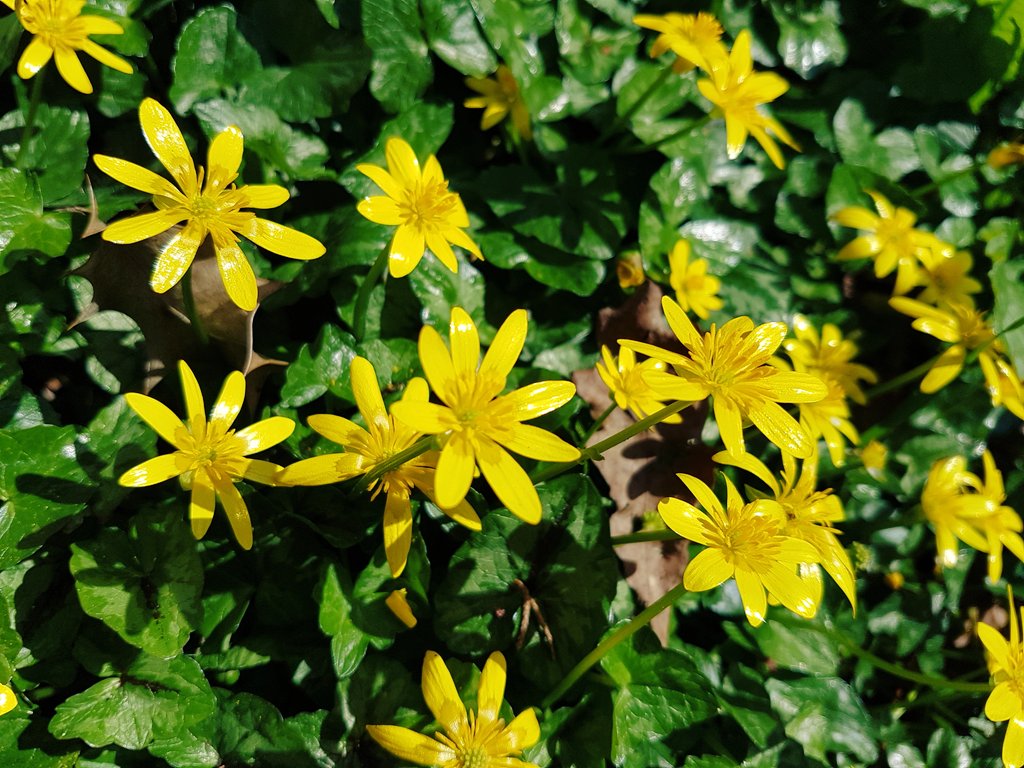 catecawley's tweet image. Along the lane, along the path, wild #daffodils and celandines #spring #flowers #nature #photography #trees