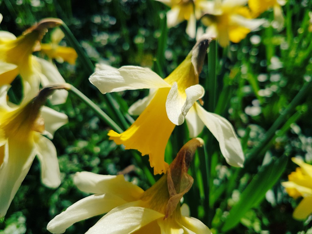 catecawley's tweet image. Along the lane, along the path, wild #daffodils and celandines #spring #flowers #nature #photography #trees